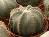 Astrophytum  cv 'Milky Way'