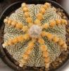 Astrophytum  CAPASxAS F2