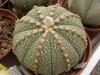 Astrophytum asterias  Gonzales