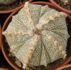 Astrophytum COAS  5 ribs cv. 'Fukuriyo'