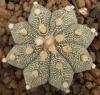 Astrophytum  COASxAS