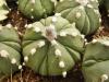 Astrophytum COAS nudum 5 ribs cv 'Fukuruyo'