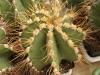 Astrophytum  ornatum v. nudum select