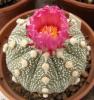 Astrophytum asterias cv. pink fl