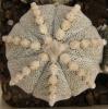 Astrophytum COASCAPAS F2 б.б.