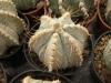 Astrophytum COASCAPAS F2 б.ж.