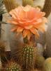 Trichocereus hybrid huge fantastic fl