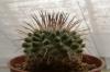 Strombocactus corregidorae KPP 1700