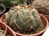 Gymnocalycium bayrianum Sierra Medina