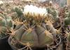 Gymnocalycium pflanzii v. albipulpa