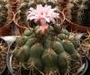 Gymnocalycium pflanzii