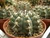 Gymnocalycium knolii