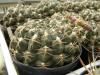 Gymnocalycium  marsoneri