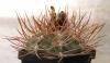 Gymnocalycium nidulans STO-28