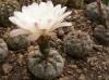 Gymnocalycium taningaense P 212