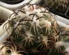 Coryphantha tripugionacantha L1464