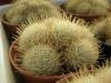 Mammillaria  pennispinosa  v.  nazasensis white sp