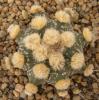 Astrophytum CAPAS  cv 'Ooibo'