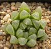 Haworthia cooperi v. truncata Magwali