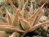 Aloe  rauhii cv. 'Pink'