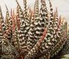 Haworthia  attenuata cv 'Wide Zebra'