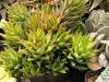 Haworthia  tortuosa tiny rosette