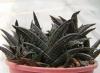 Haworthia nigra Fish River black stem