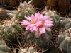 Echinocactus  horizonthalonius