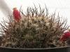 Mammillaria johnstonii