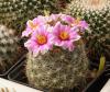 Mammillaria insularis