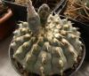 Gymnocalycium vatteri