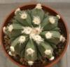 Astrophytum  SENxAS сv 'Fukuriyo'