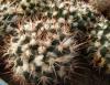 Mammillaria collinsii Chiapas