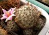 Mammillaria schumannii