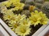 Mammillaria/Dolichothele sphaerica