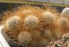 Mammillaria  rekoi v. leptacantha