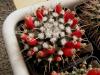 Mammillaria saxicola ML73