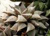 Haworthia emelyae v. major