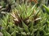 Haworthia guttata