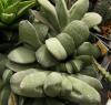 Gasteria glomerata