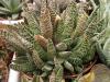 Gasteria carinata cv. 'Snow Storm'