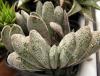 Gasteria baylissiana