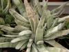 Gasteria сv 'White'