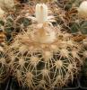 Discocactus  bahiensis