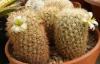 Mammillaria  estebanensis