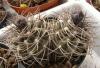 Gymnocalycium nidulans P138 gray pink fl