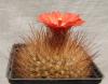 Parodia sp