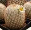 Mammillaria neopalmeri