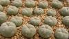 Lophophora williamsii