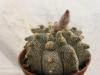 Astrophytum  COASCAPAS  cv. Kikko